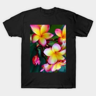 plumeria-flowers-frangipani-floral-blossom-petal-bloom-shirtyshirto-51 T-Shirt